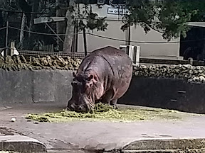 Florida Homosassa State Park Hippo